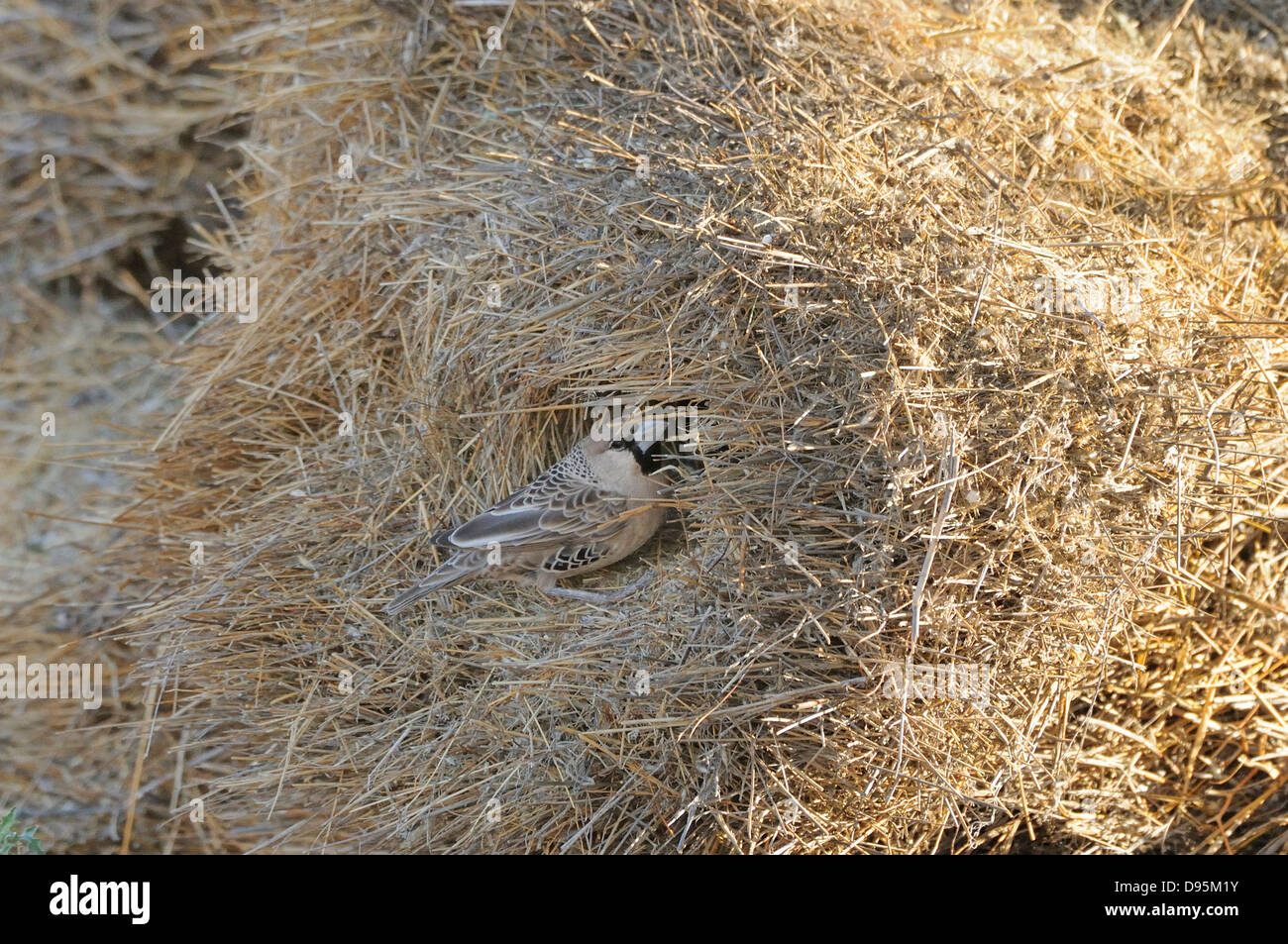 Socievole Weaver Philetairus socius adulto presso il nido comunale fotografato in Kgalagadi National Park, Sud Africa Foto Stock
