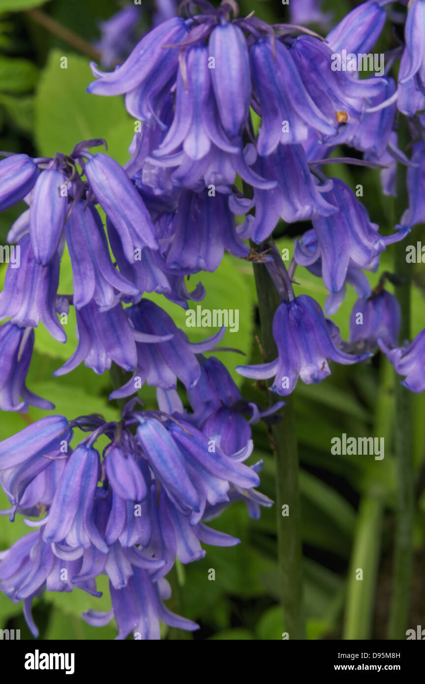 Un piccolo numero di steli Bluebell insieme Foto Stock