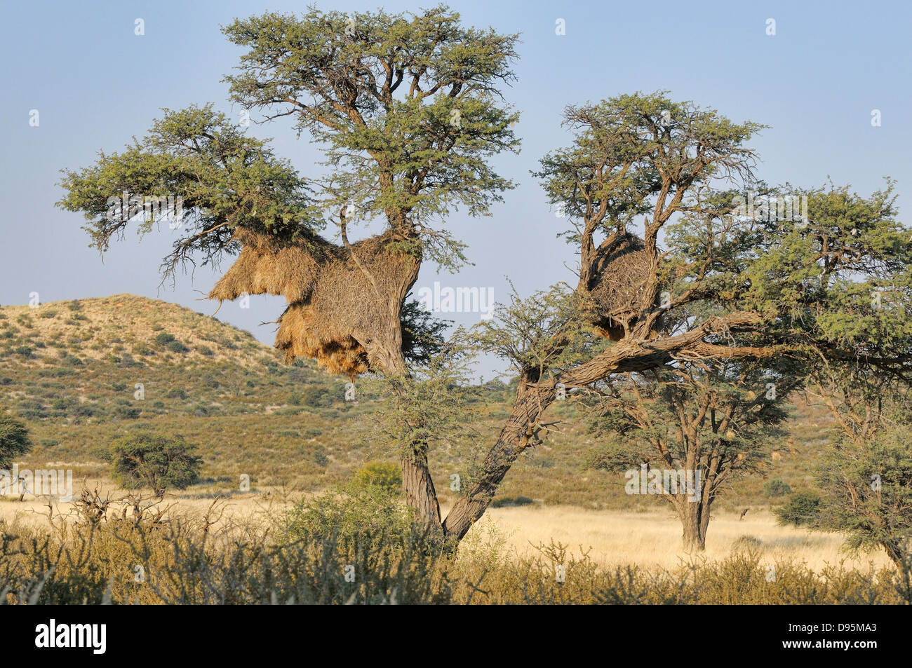 Socievole Weaver Philetairus socius grande nido comunale fotografato in Kgalagadi National Park, Sud Africa Foto Stock