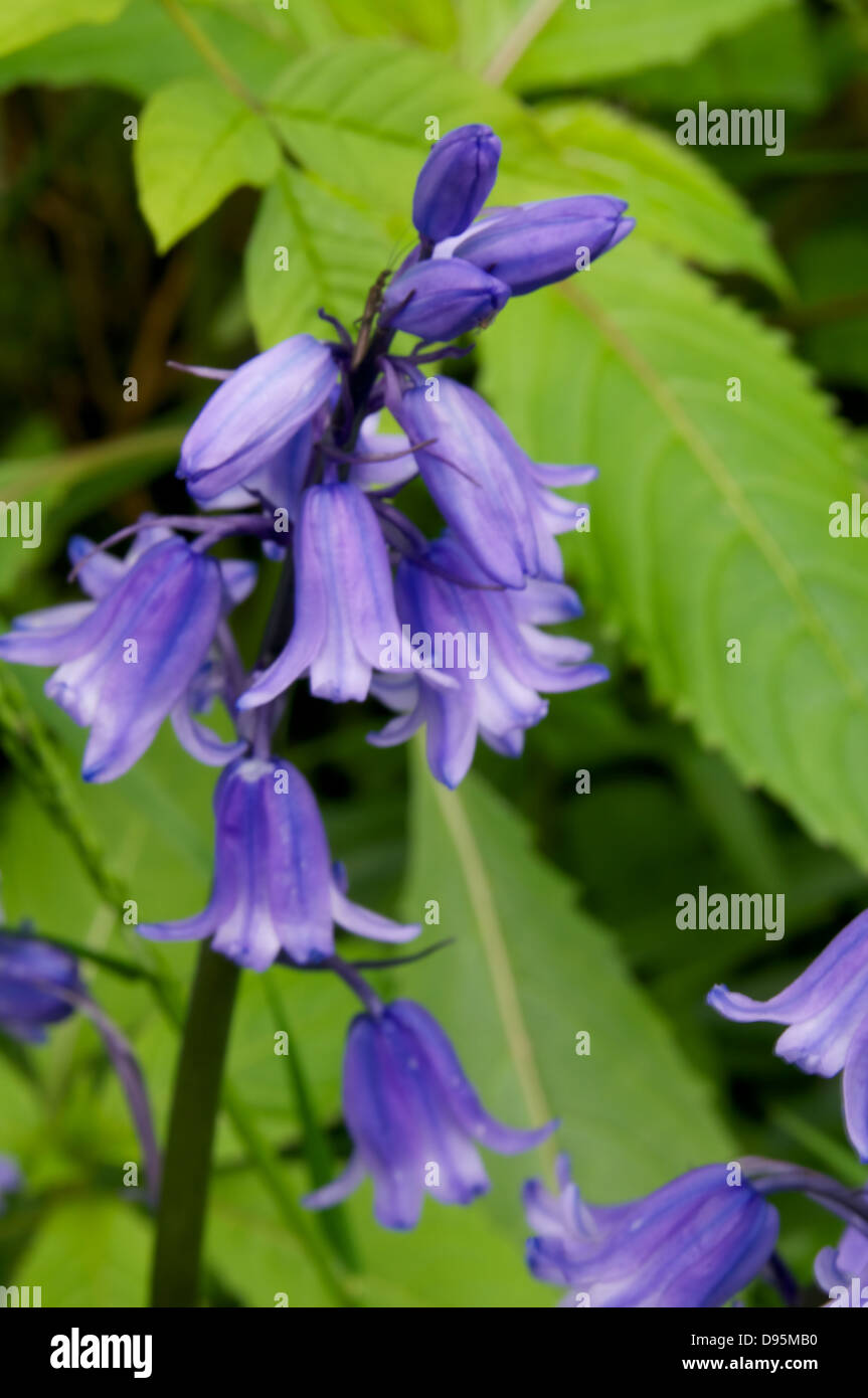 Un unico stelo di Bluebells Foto Stock