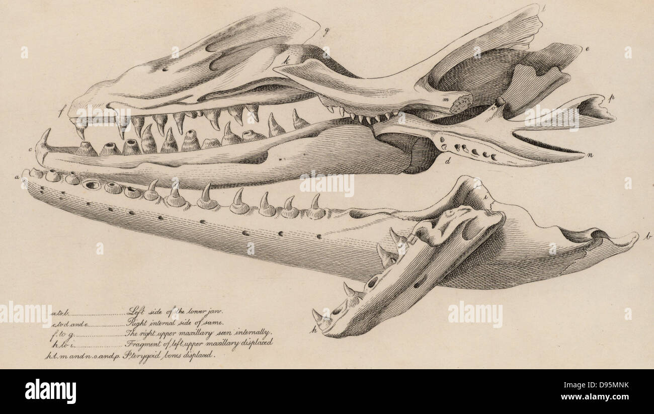 Mososaurus. Cranio enorme trovata in una cava a Fort St Peter vicino a Maastricht, Olanda, nel 1780. A partire dalla dimensione della ganascia, quale misurata 1.142 metri, è stato calcolato che l'animale intero deve essere stata 7.315 metri. Da "Il regno animale' da George Cuvier (Londra, 1830). Incisione. Foto Stock