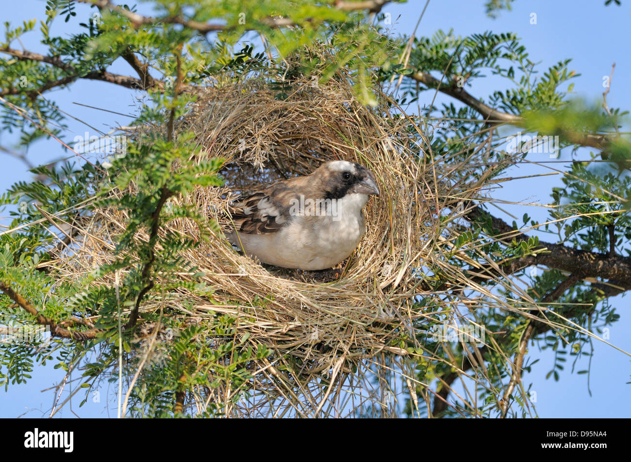 Bianco-browed Sparrow-Weaver Plocepasser mahali edificio nest fotografati a Mountain Zebra National Park, Sud Africa Foto Stock
