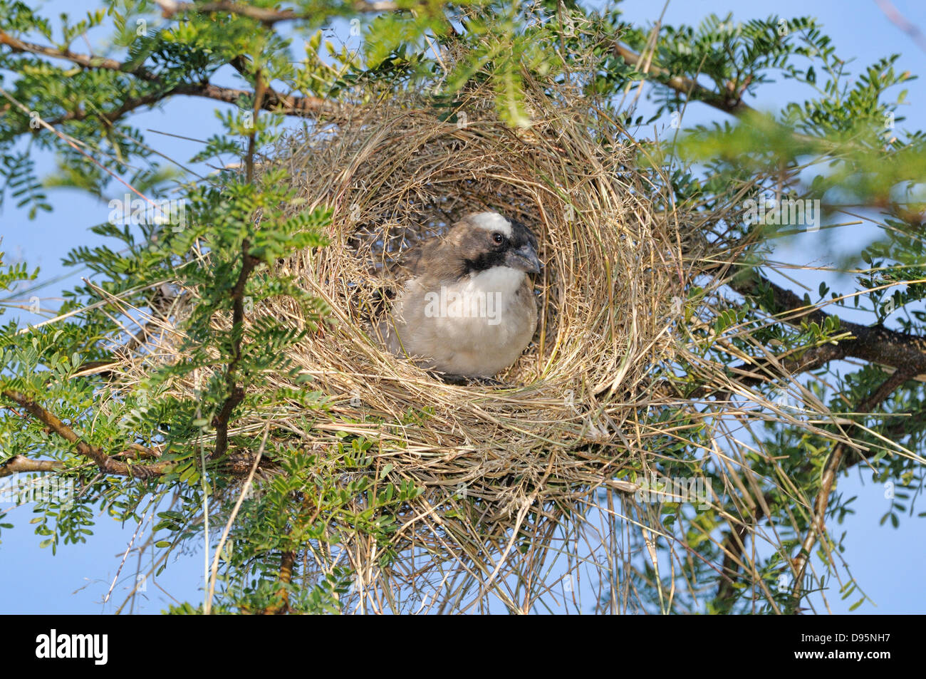 Bianco-browed Sparrow-Weaver Plocepasser mahali edificio nest fotografati a Mountain Zebra National Park, Sud Africa Foto Stock