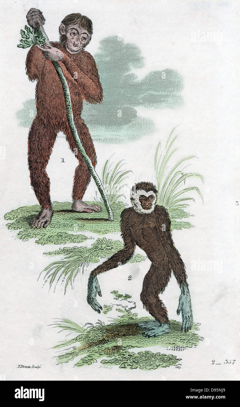 Orang Utang e Gibbone. Colorate a mano incisione 1822. Foto Stock