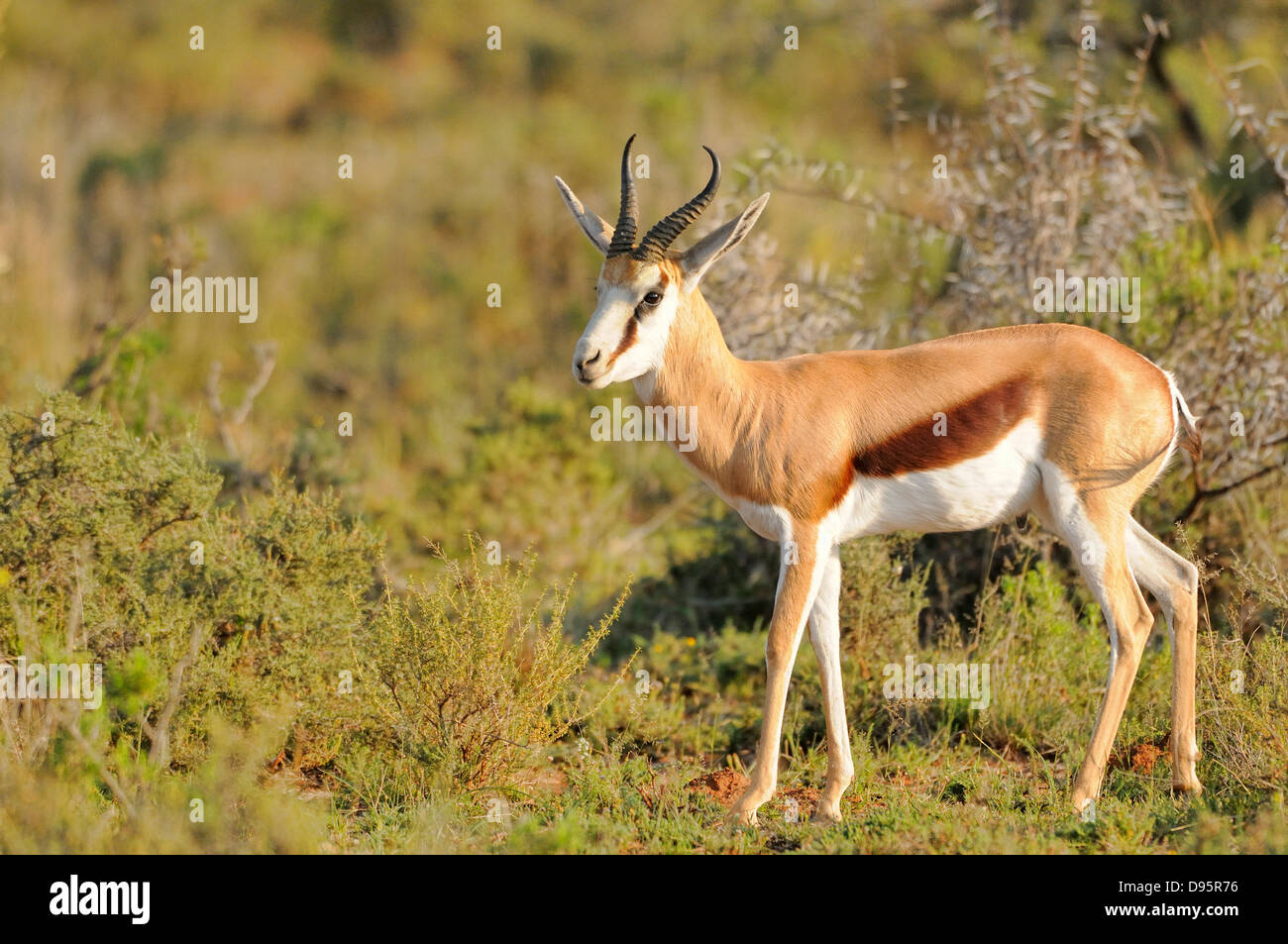 Springbok Antidorcas marsupialis fotografato nel Parco Nazionale di Etosha, Namibia Foto Stock