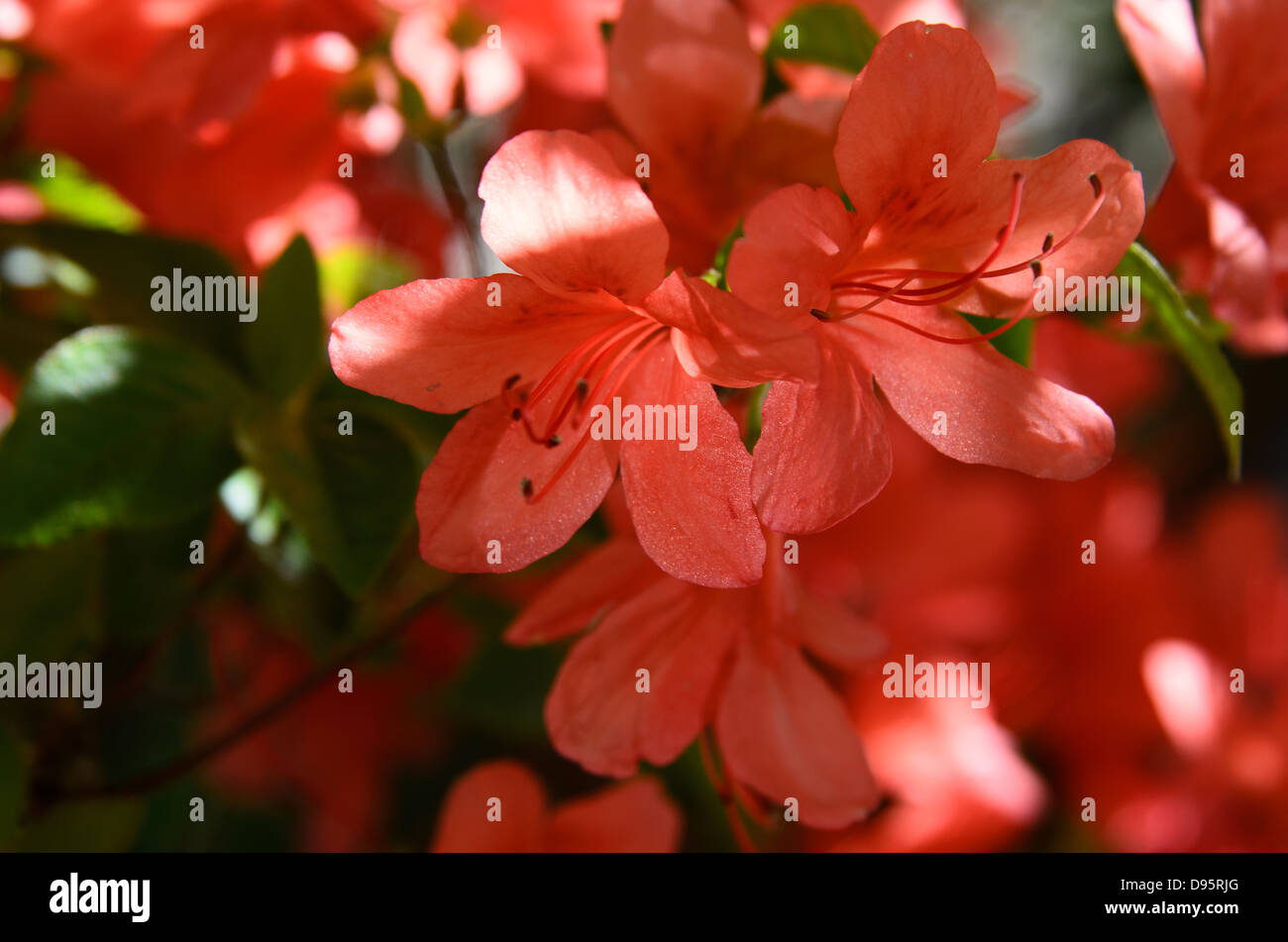Che ricordano le pesche arancio fiori di azalea in pezzata dalla luce del sole. Foto Stock