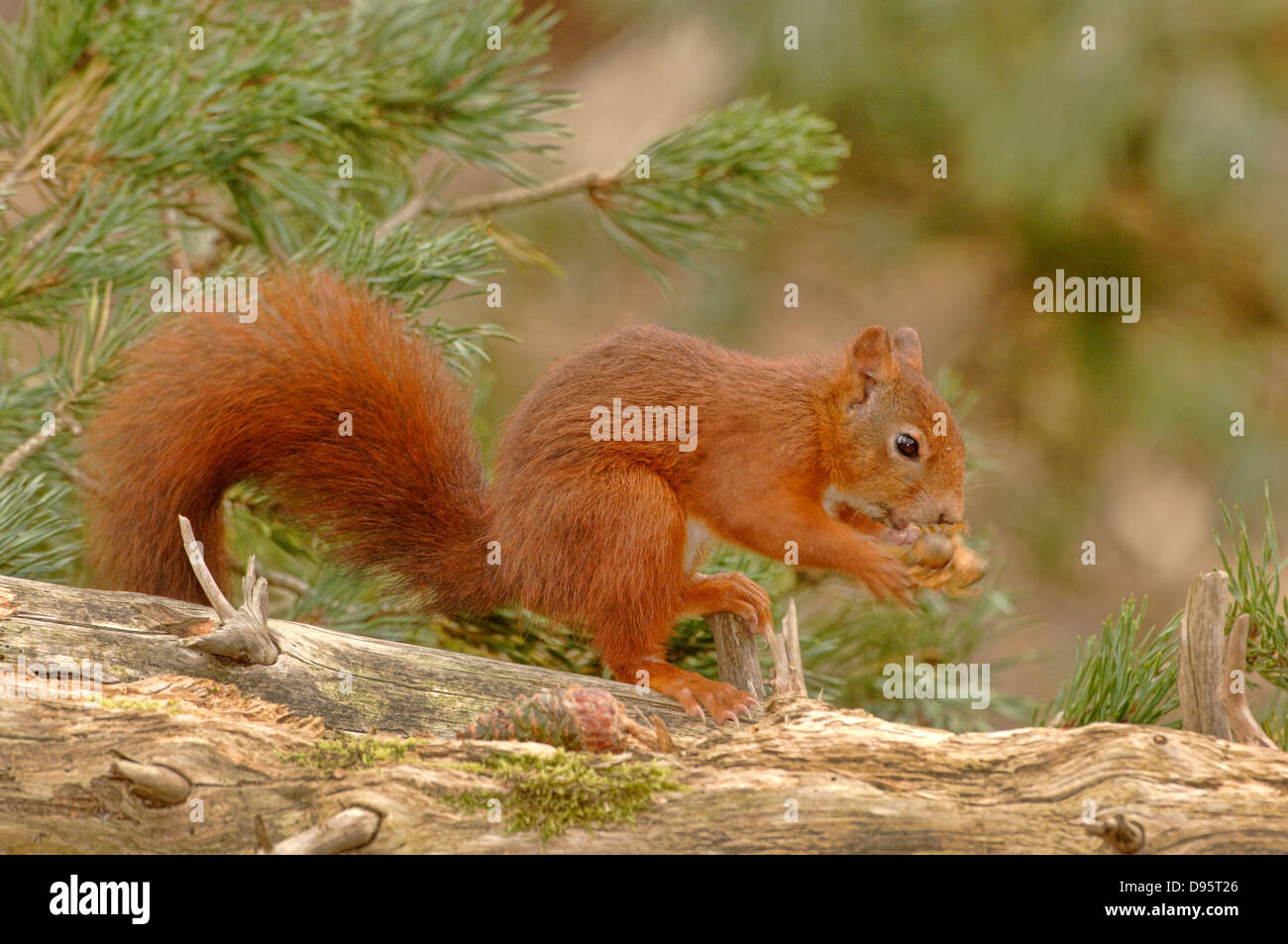 Scoiattolo rosso Sciurus vulgaris fotografata a Formby, Lancs, Regno Unito Foto Stock