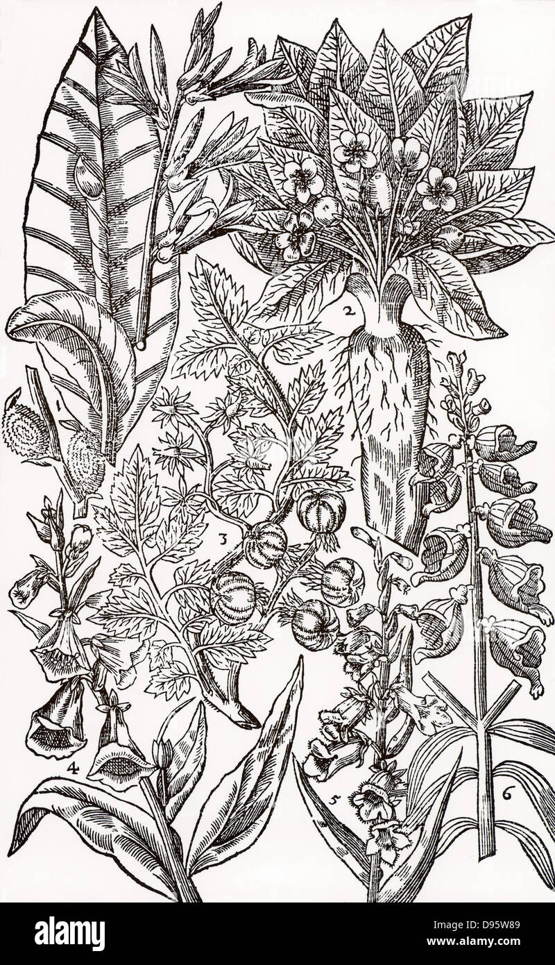 Mandrake (2) e foxgloves (4,5,6). Sebbene velenosi, queste piante hanno usi medicinali quando è adeguatamente preparato e prescritto. Xilografia da 'paradisi nella suola Paradisus Terrestris' da John Parkinson (Londra, 1629). Foto Stock