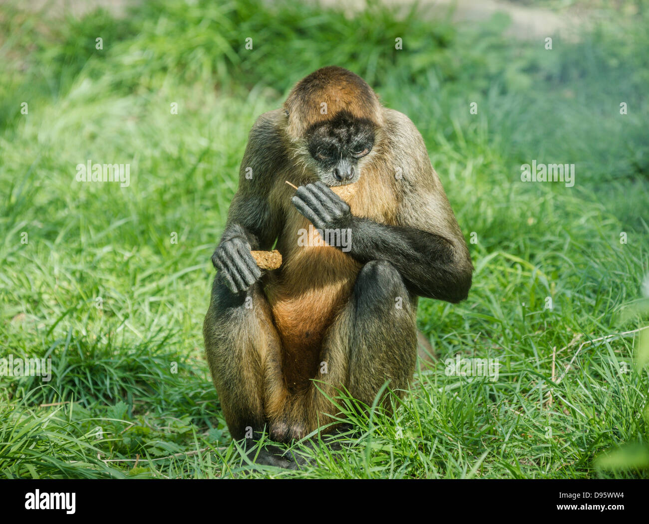 Nero-consegnato spider monkey seduti nell'erba verde Foto Stock