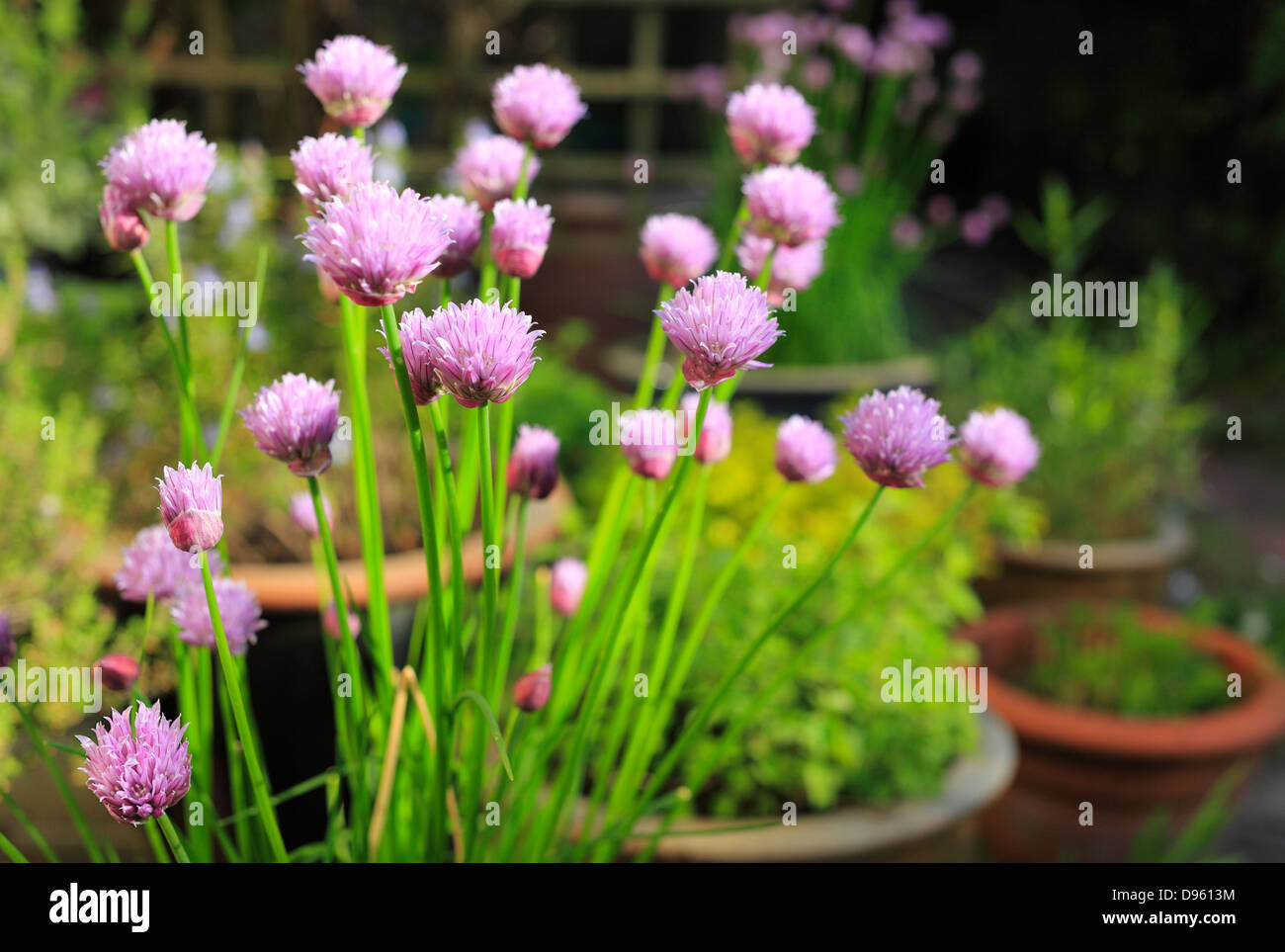 Erba cipollina fioritura su un patio giardino di erbe aromatiche. Foto Stock