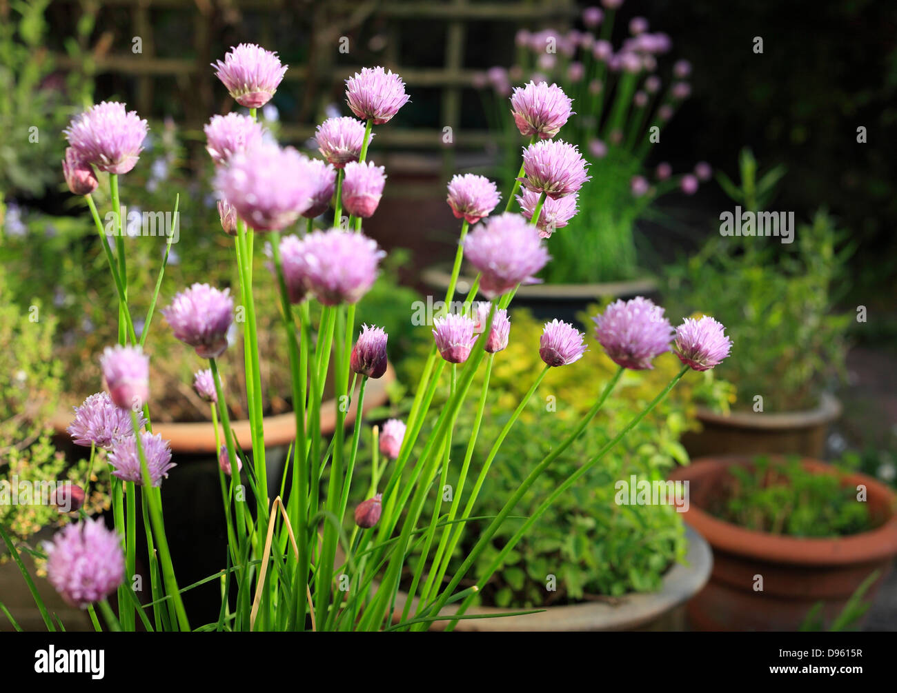 Erba cipollina fioritura su un patio giardino di erbe aromatiche. Foto Stock