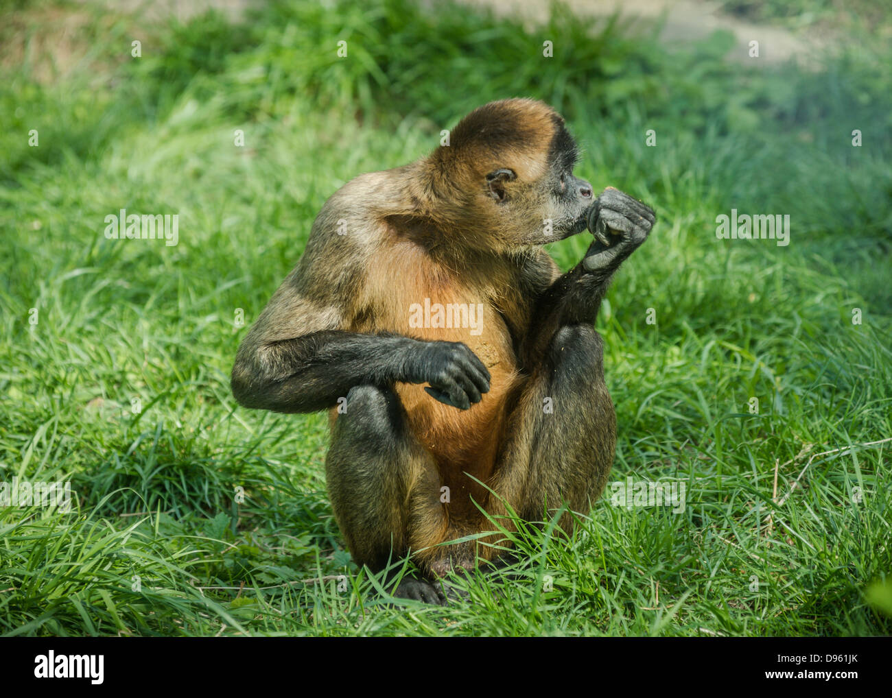 Nero-consegnato spider monkey seduti nell'erba verde, contemplando. Foto Stock