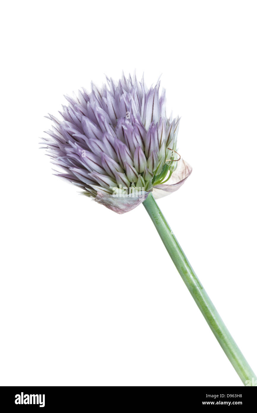 Unico viola fiore di erba cipollina set testa contro puro sfondo bianco Foto Stock