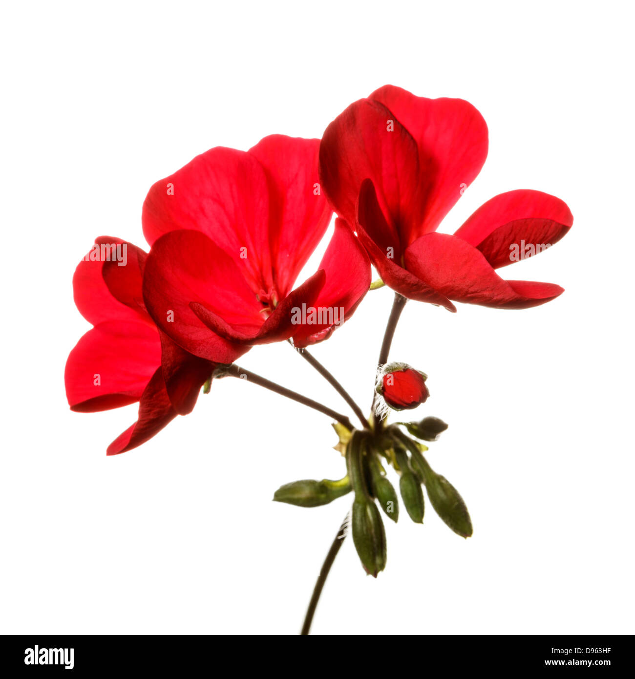 Rosso fiore di geranio contro un puro sfondo bianco Foto Stock