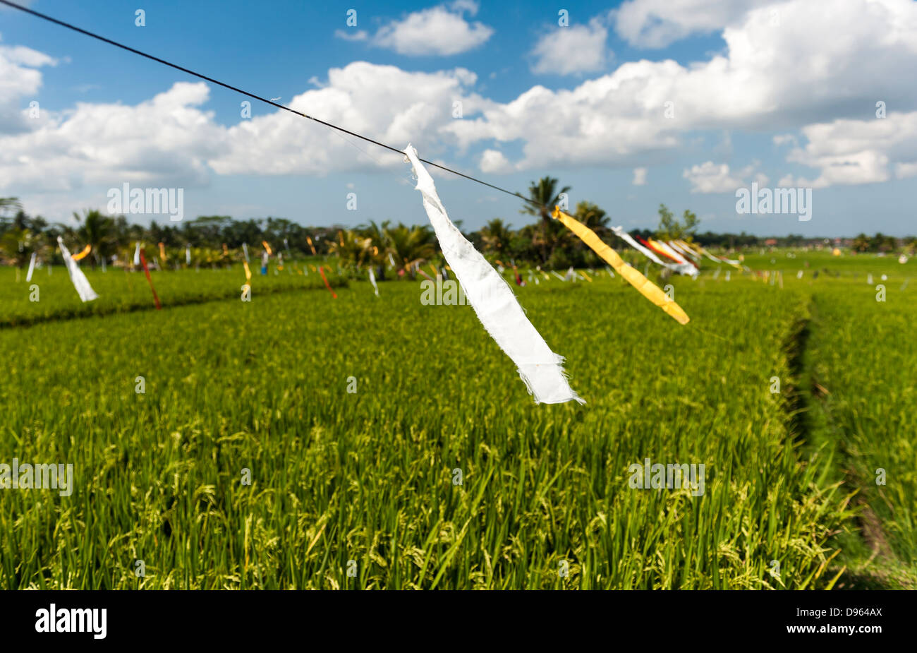 Ricefield in Bali Foto Stock