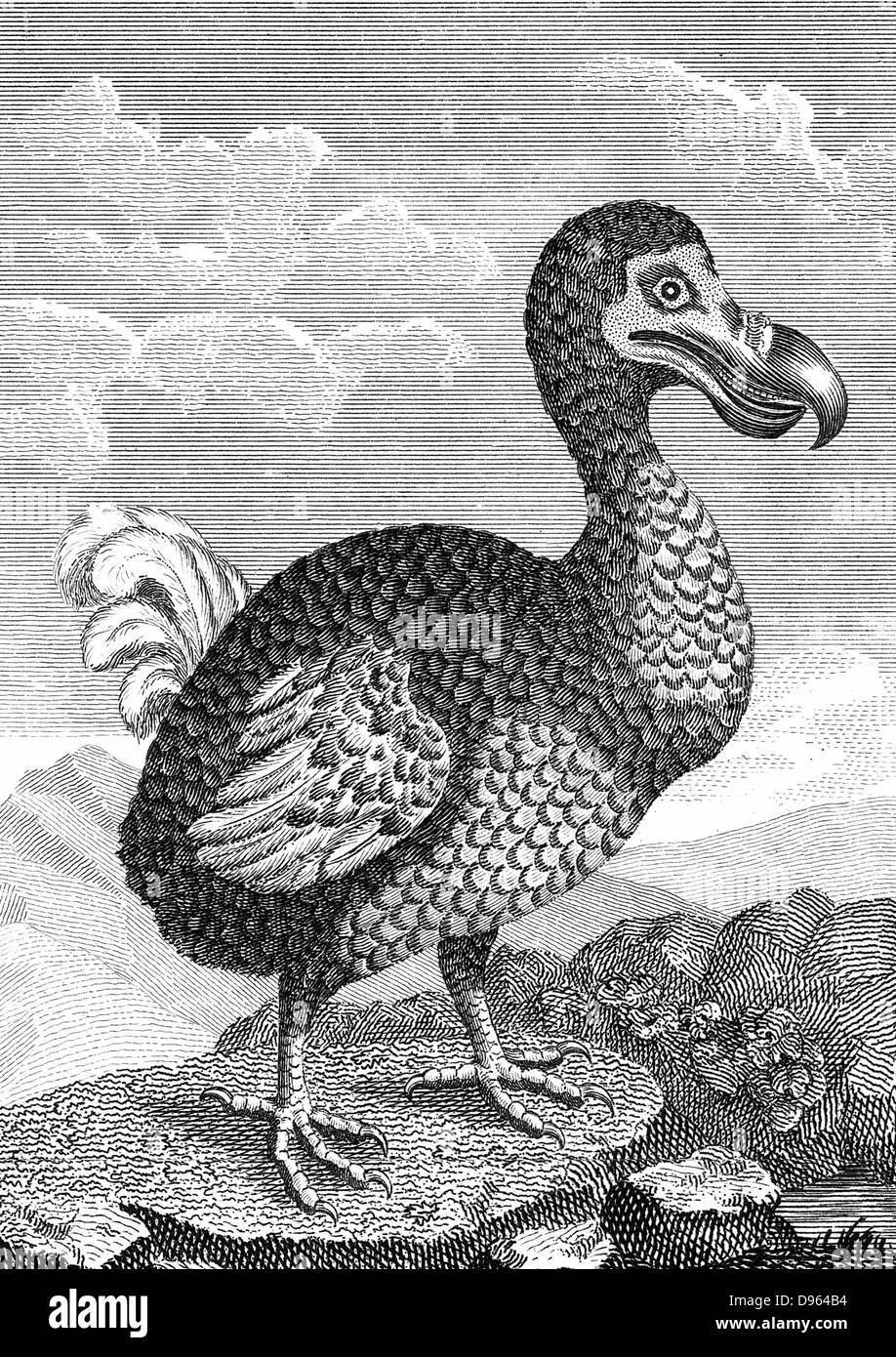 Dodo - Raphus cucullatus, precedentemente Didus ineptus - estinta flightless bird dal Madagascar. Osservato per la prima volta da navigatori portoghesi in circa 1507, dal 1681 il Dodo è stata estinta a causa di una combinazione di circostanze comprese uccidere per alimenti da parte di uomini, introduzione di animali come il ratto e il destructin di habitat. Fine XVIII secolo incisione su legno. Foto Stock