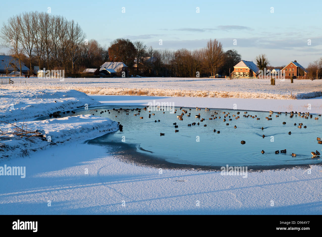 Gli uccelli acquatici selvatici sul lago ghiacciato in inverno, terreni agricoli olandese Foto Stock