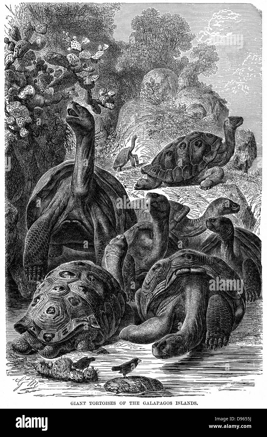 Tartarughe Giganti delle Isole Galapagos che sono state osservate da Charles Darwin. In primo piano sono due fringuelli, un altro gruppo di Galápagos fauna di cui Darwin realizzato uno studio particolare e ha contribuito alla sua teoria dell'evoluzione. Incisione su legno, 1894. Foto Stock