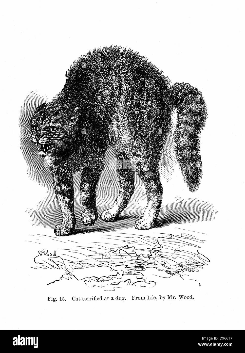 Gatto terrorizzato da un cane. Da Charles Darwin 'l'espressione ed emozioni in uomo e animali", Londra, 1872. Incisione Foto Stock