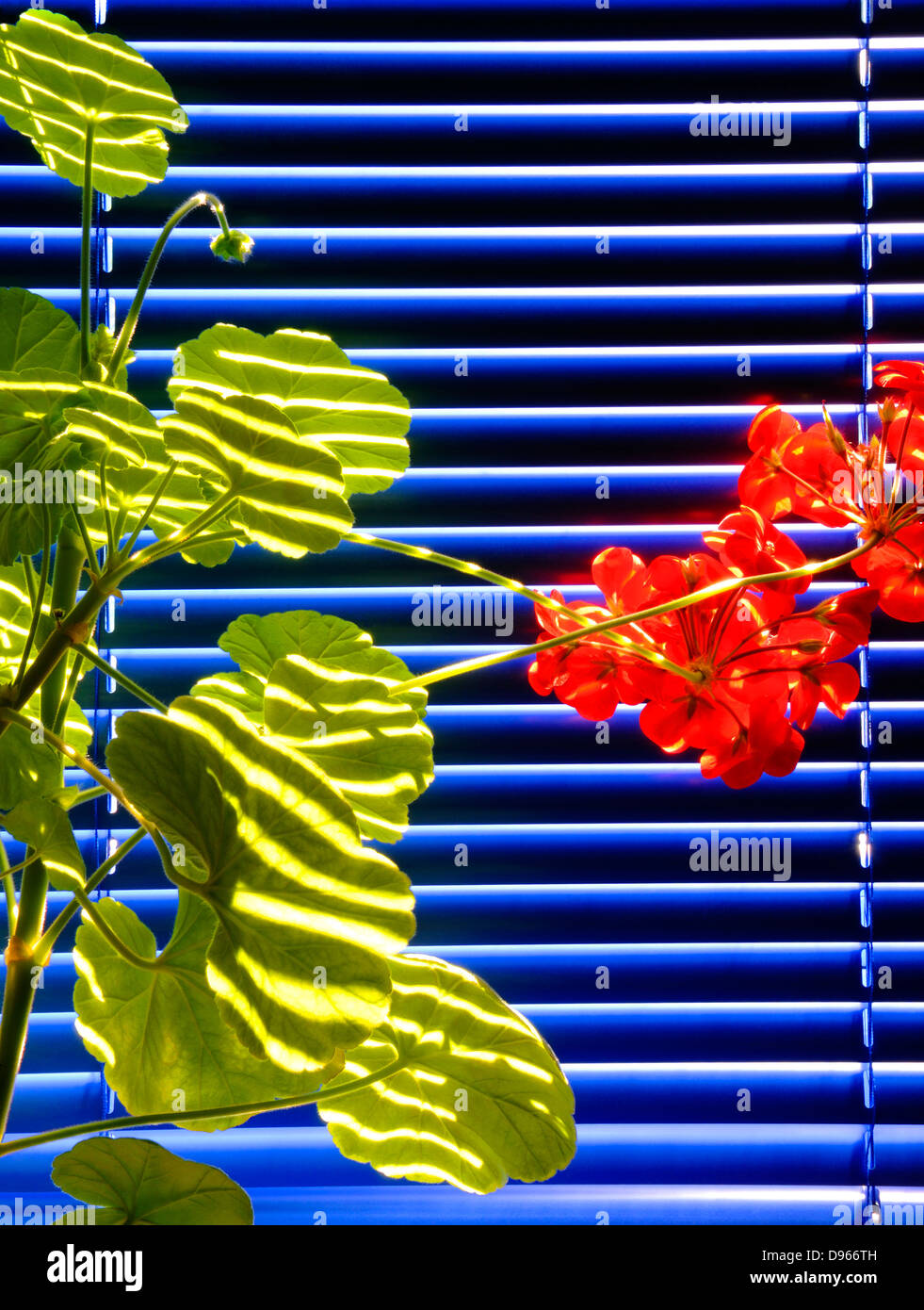Geranio contro blu i ciechi della finestra Foto Stock