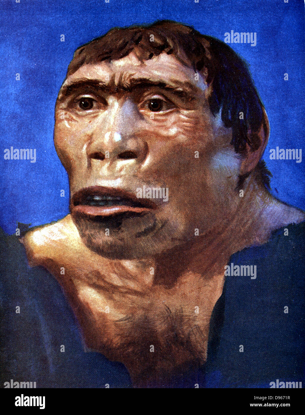 La ricostruzione di Java Man (Pithecanthropus erectus) basato sulla calotta, femore e 2 denti posteriori scoperto nel Pliocene Fossil Beds in Trinil, Java Centrale, dal dr. Eugene Dubois nel 1894. Foto Stock