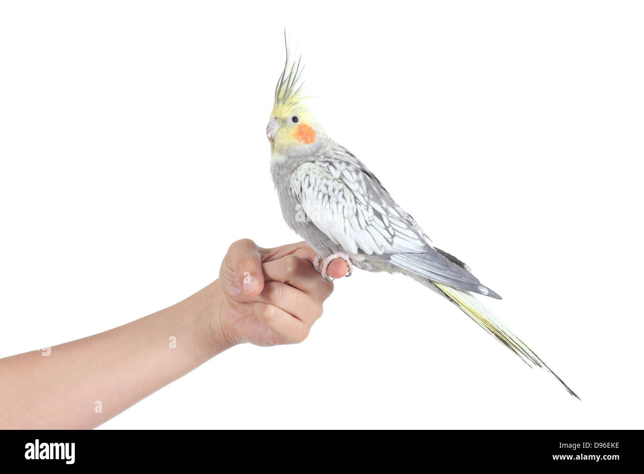 Profilo di una donna mano che tiene un bellissimo uccello cockatiel isolato su uno sfondo bianco Foto Stock