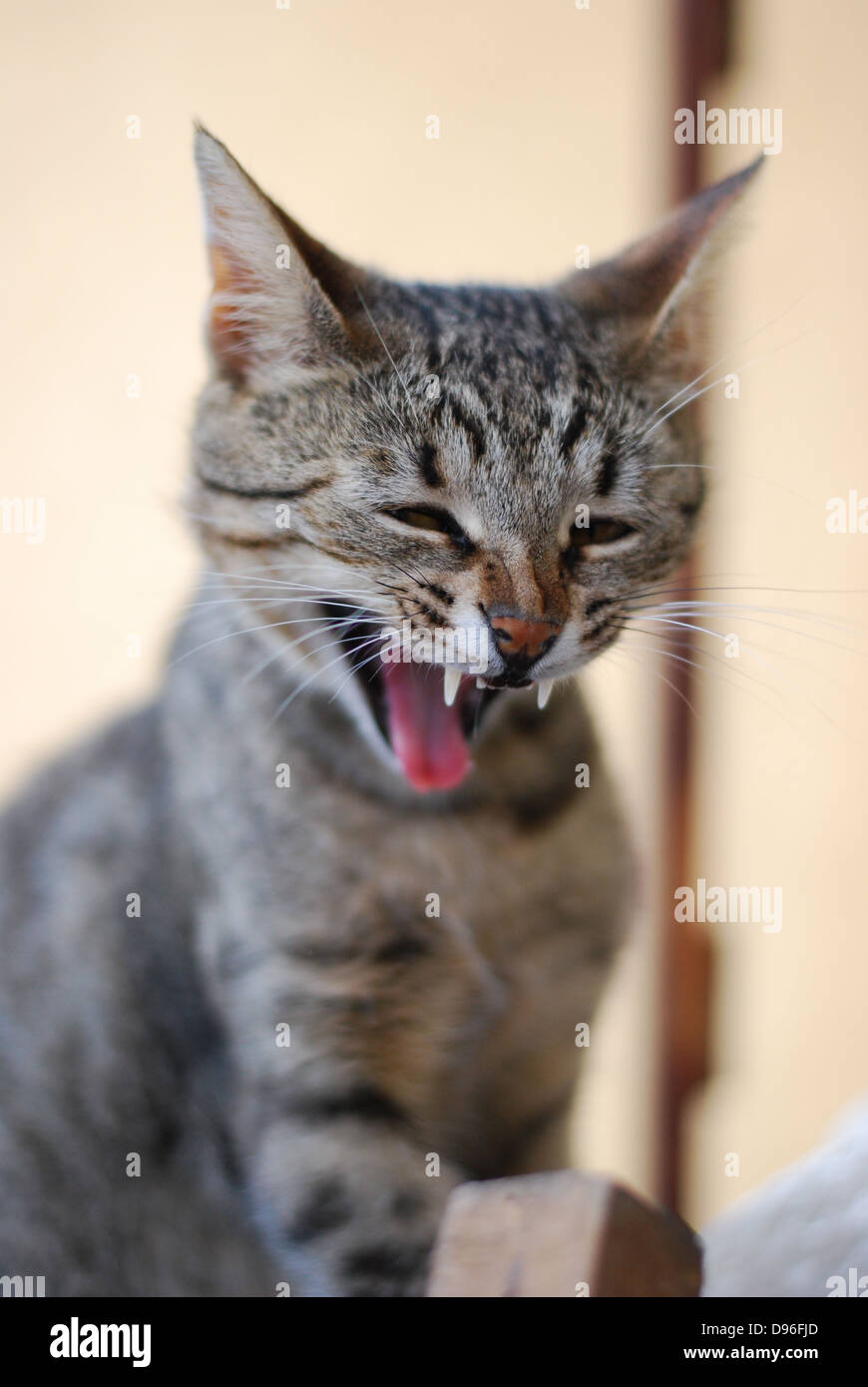 Gatto arrabbiato immagini e fotografie stock ad alta risoluzione - Alamy