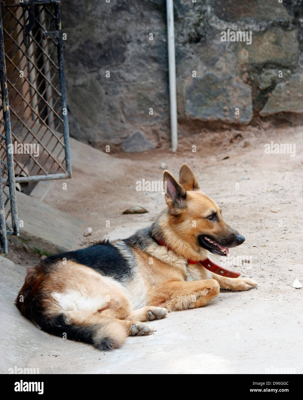Un pastore tedesco aka cane alsaziano Foto Stock