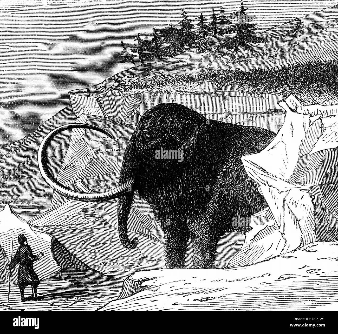 Mammut lanosi di circa 9ft alta e 16ft lungo, scoperto congelato in un blocco di ghiaccio in Siberia, 1779. Incisione c1870 Foto Stock