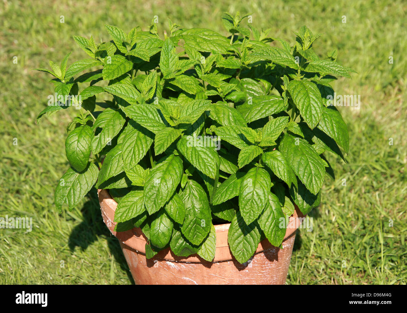 Menta verde, Mentha spicata, Lippenblütler. Crescendo in un vaso in terracotta. Foto Stock