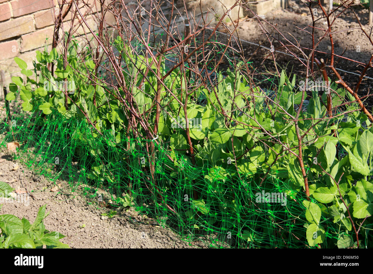 Pisello piante che crescono fino ramoscelli in un giardino inglese. Foto Stock