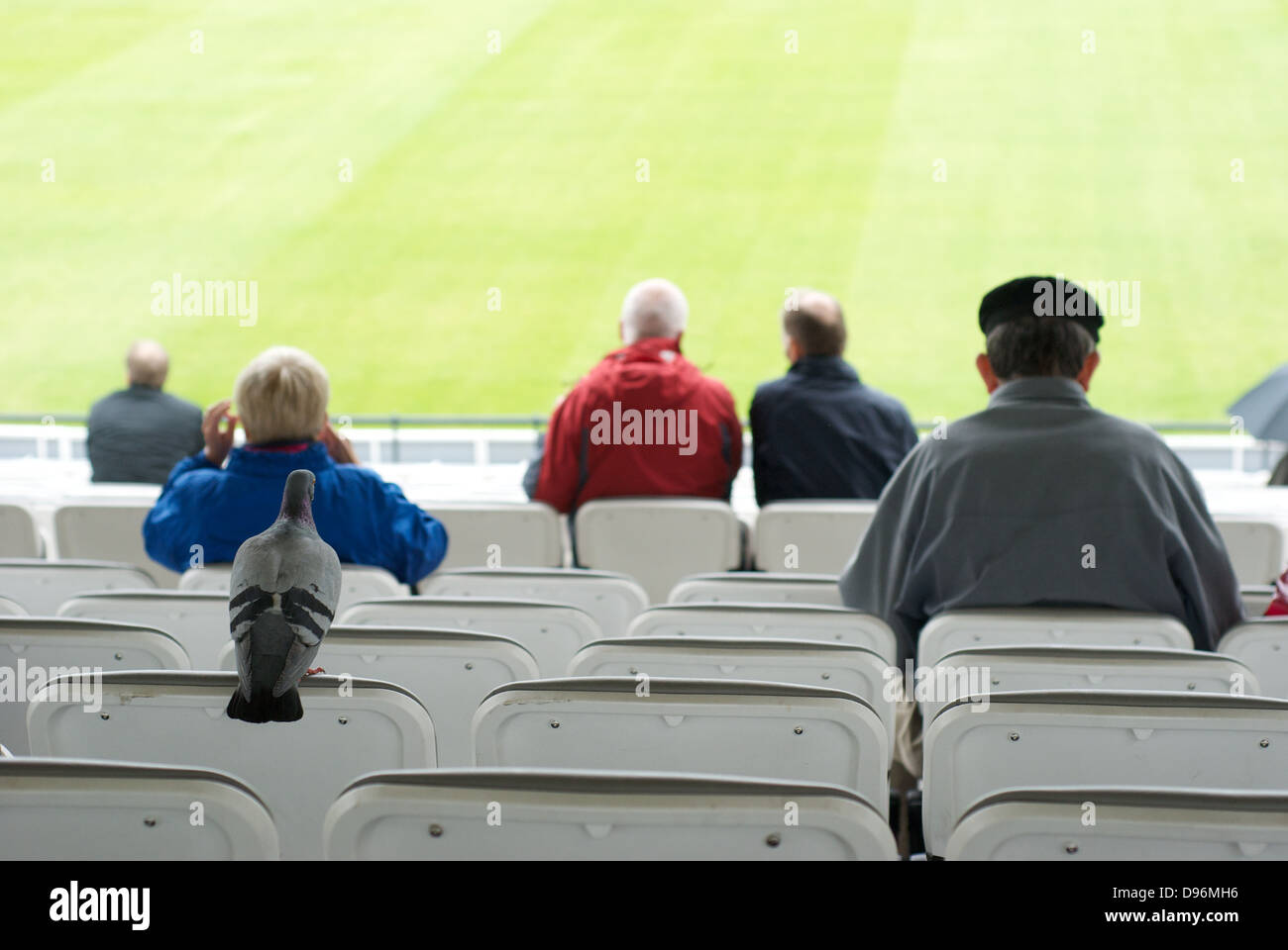 Un piccione orologi il cricket con altri spettatori a Lord's Cricket Ground Londra summer 2013 Foto Stock