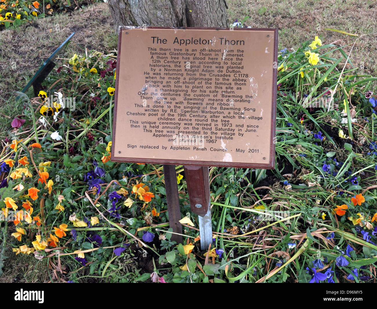 Storia del Thorn Tree a Appleton Thorn villaggio, a sud di Warrington, Inghilterra vestita per l annuale giugno 'Bawming il Thorn' Foto Stock
