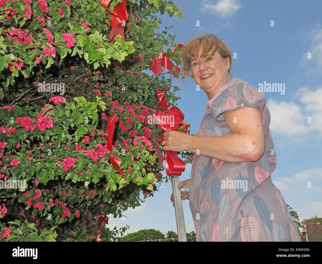 La preparazione del famoso Thorn Tree a Appleton Thorn villaggio, a sud di Warrington, Inghilterra per l annuale giugno 'Bawming il Thorn' Foto Stock