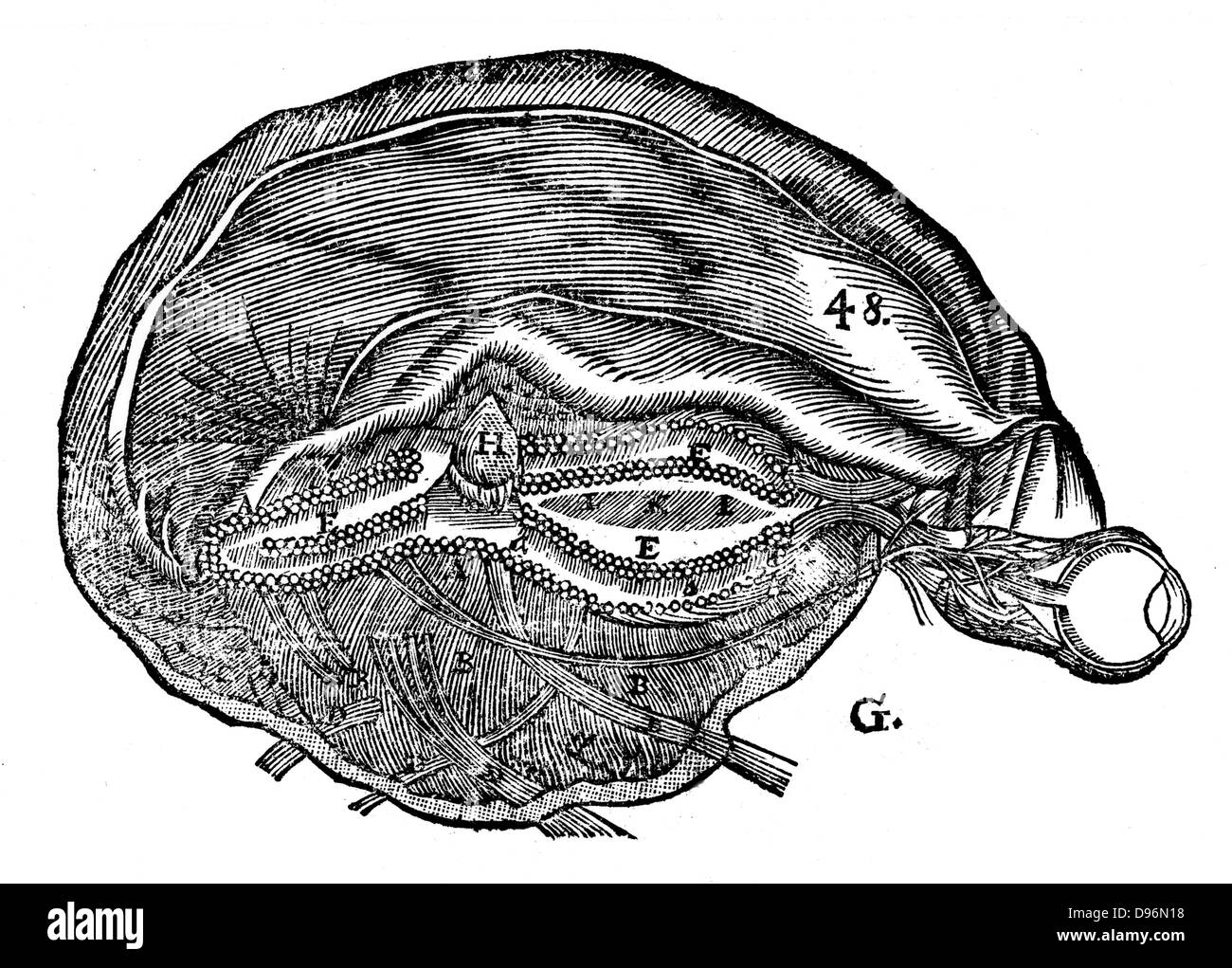 Descartes " schema del cervello umano e l'occhio. Dal Rene Descartes 'Opera Philiosophica', con sede in Francoforte sul Meno, 1692. Xilografia Foto Stock