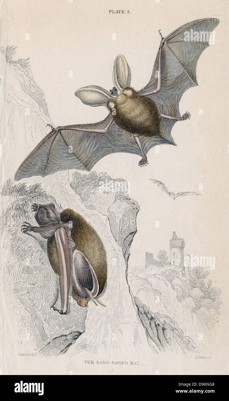Long-eared Bat (Plectorus auritus), piccolo mouse-come mammifero volante. [1828]. Da "British quadrupedi', W MacGillivray (Edimburgo, 1828), uno dei volumi in William Jardine naturalista della libreria della serie. Colorate a mano incisione. Foto Stock