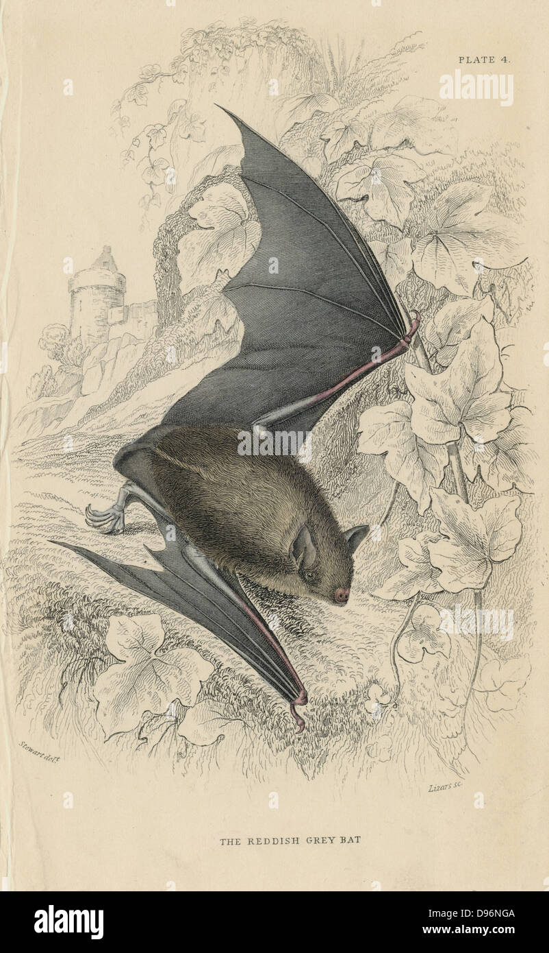Natterer Bat (Myotis nattereri) piccolo mouse-come mammifero volante. Da "British quadrupedi', W MacGillivray (Edimburgo, 1828), uno dei volumi in William Jardine naturalista della libreria della serie. Colorate a mano incisione. Foto Stock