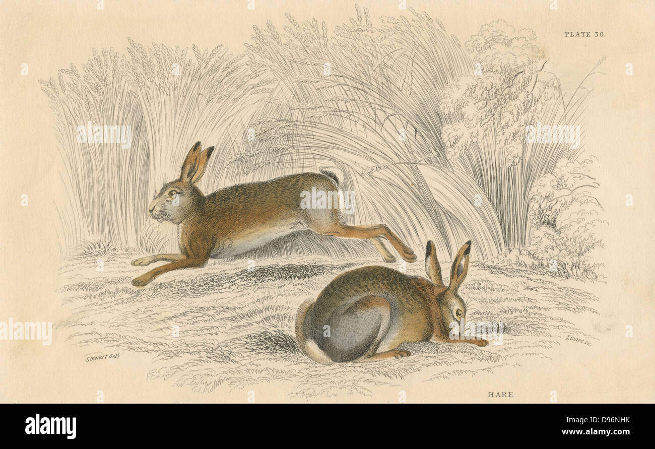 La lepre (Lepus europaeus), il roditore che vive al di sopra del suolo, a differenza del suo cugino scavando il coniglio. Da "British quadrupedi', W MacGillivray (Edimburgo, 1828), uno dei volumi in William Jardine naturalista della libreria della serie. Colorate a mano incisione. Foto Stock