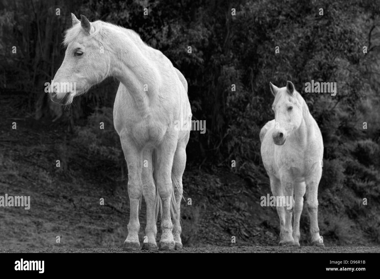 Una coppia di cavalli arabi Foto Stock
