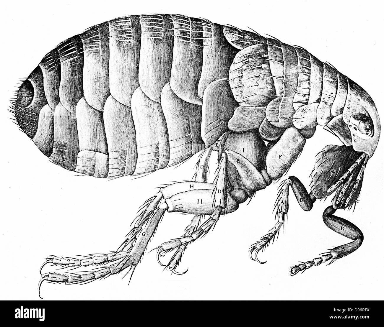 La pulce. Incisione da Robert Hooke 'Micrographia' London 1665. Wingless bloodsucking, insetto parassita. Pulce umana (Pulex irritans) possono trasmettere la peste. Foto Stock
