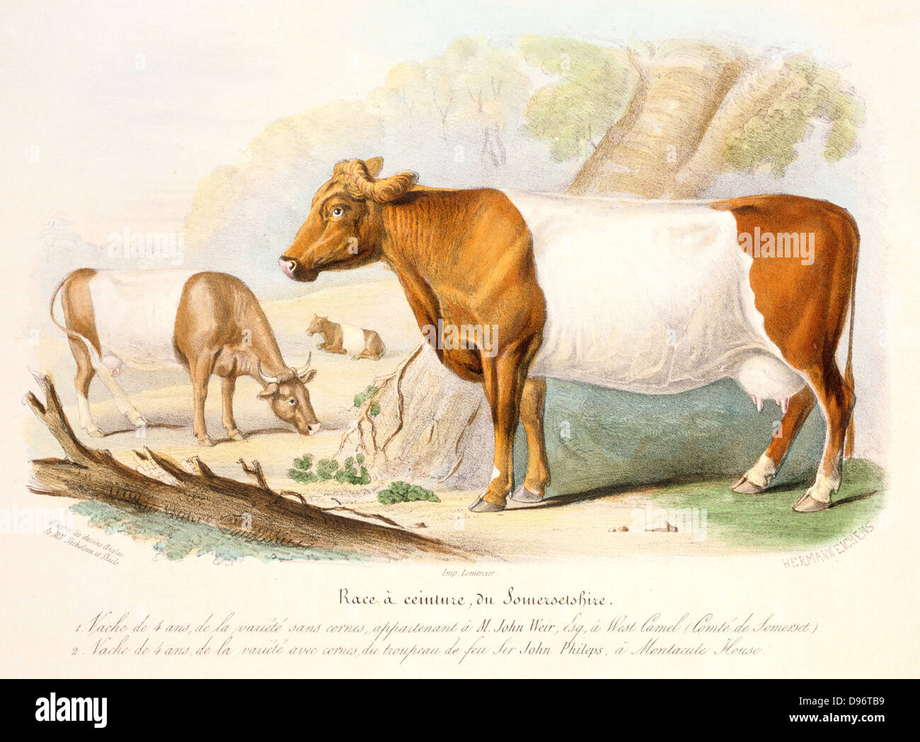 Somerset vacche: interrogata varietà appartenente a John Weir di West Camel e cornuto mucca dalla mandria a Montacute House. Da David bassa "nazionale animali della Gran Bretagna", Parigi, 1842. Foto Stock