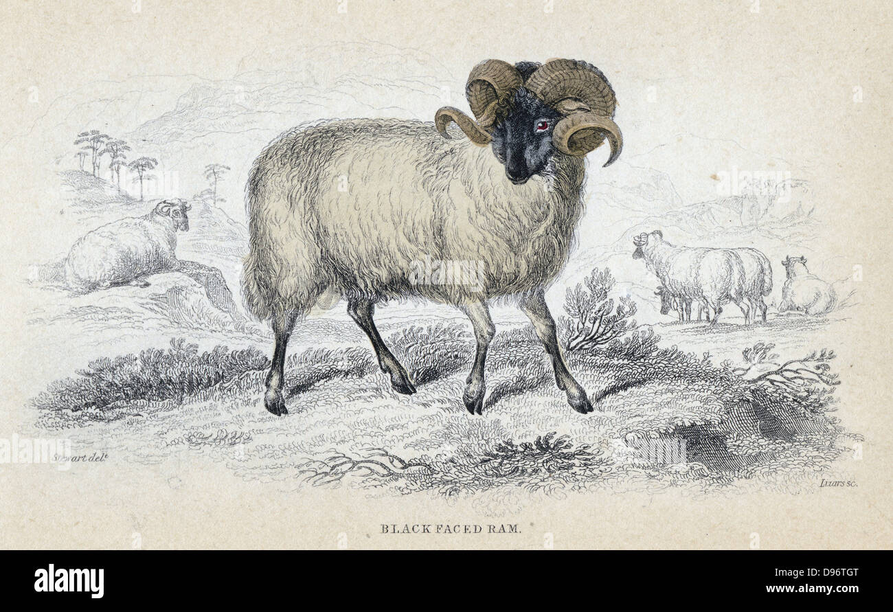Nero a fronte di ram. Hardy razza di pecore con buona lana. Particolarmente popolare in Scozia. Colorate a mano incisione da 'naturalista Libreria della serie", 1833-1845. Foto Stock