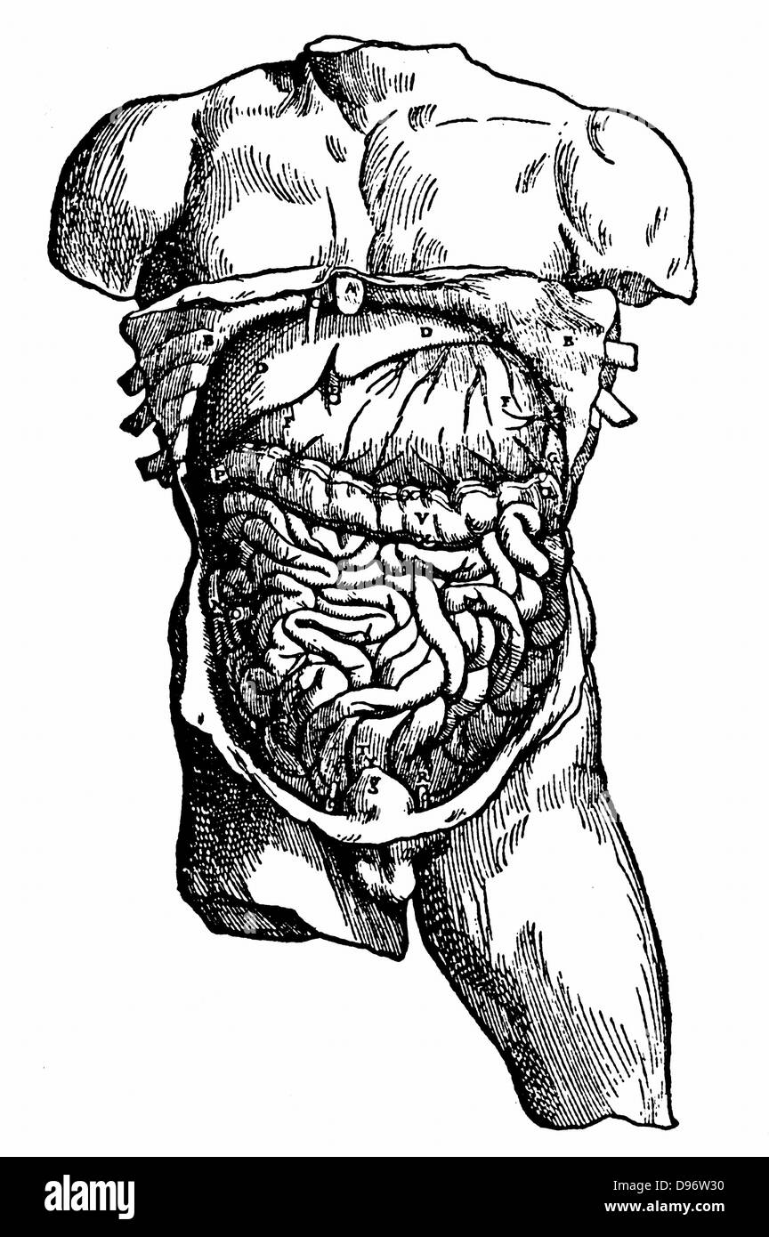 Cavità addominale e il suo contenuto. Da Andreas Vesalius 'De humani corporis fabrica ?' , Basilea, 1543. Incisione. Foto Stock