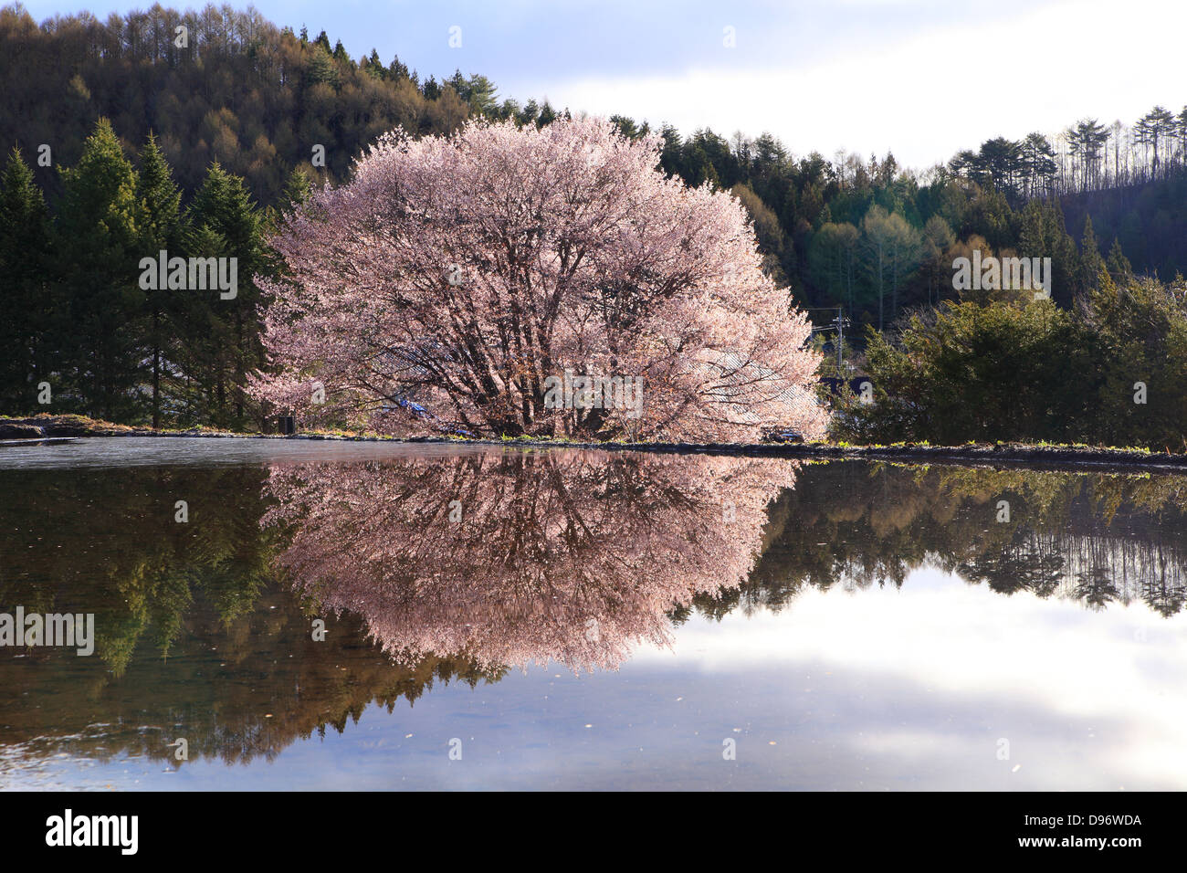 Ciliegio riflesso nell'acqua, Gunma, Giappone Foto Stock