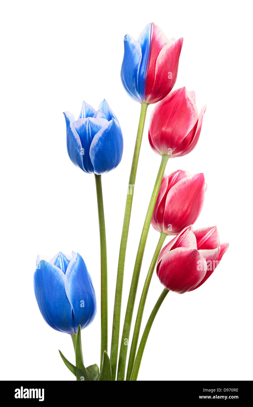 Mazzo di fiori in Olanda di bandiera o di bandiera della Russia. Rosa e blu tulipani isolato su bianco Foto Stock