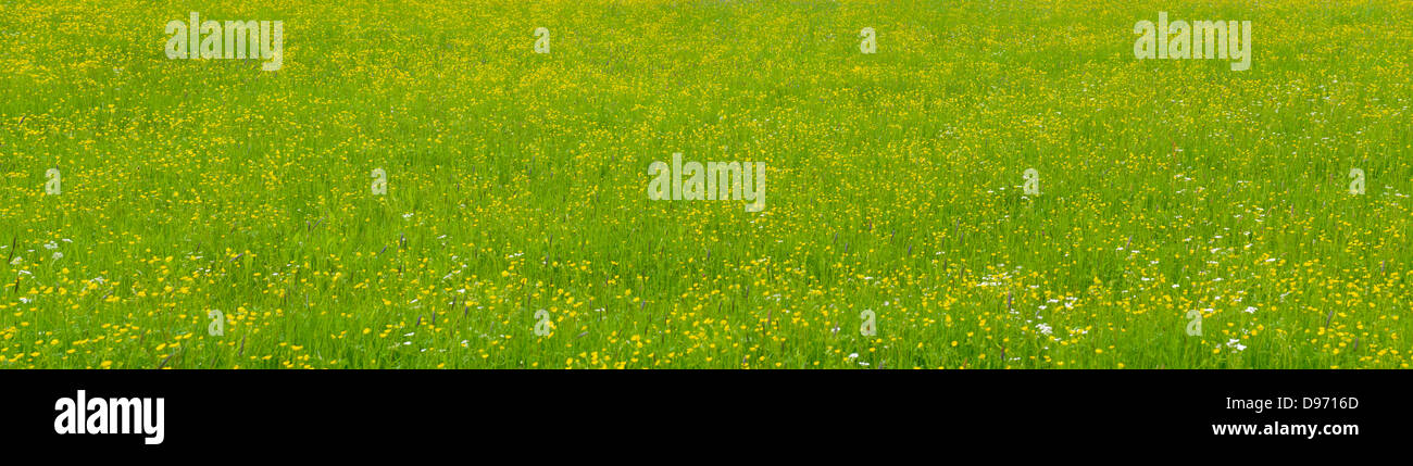 Panorama di prato verde con fiori e fiorisce in primavera Foto Stock