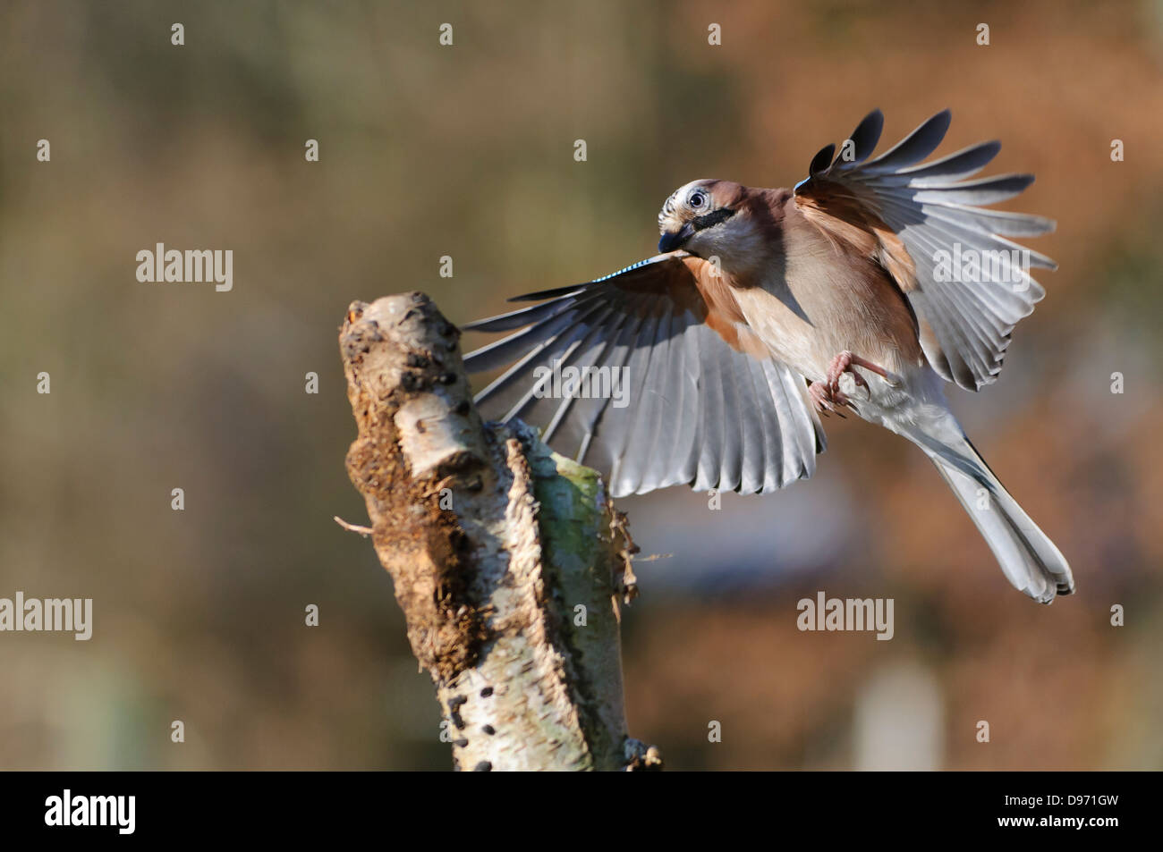Eurasian Jay Garrulus glandarius, Eichelhäher Foto Stock