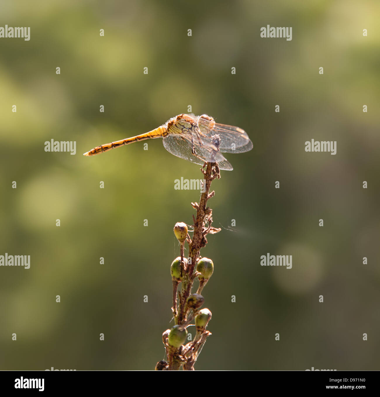 In prossimità di una libellula, con le ali in avanti, comune darter Foto Stock
