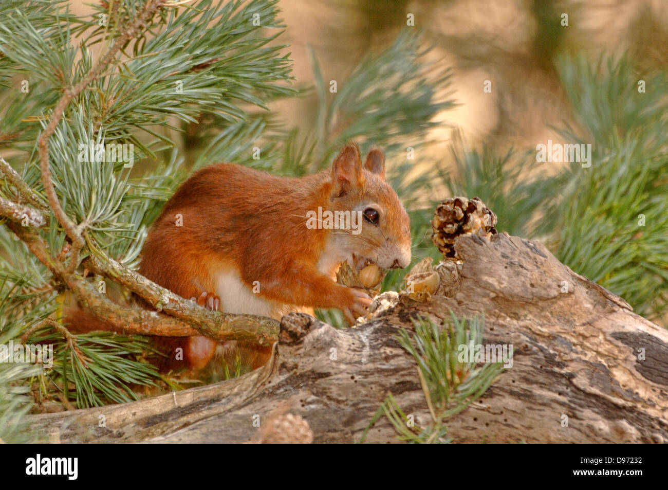 Scoiattolo rosso Sciurus vulgaris fotografata a Formby, Lancs, Regno Unito Foto Stock