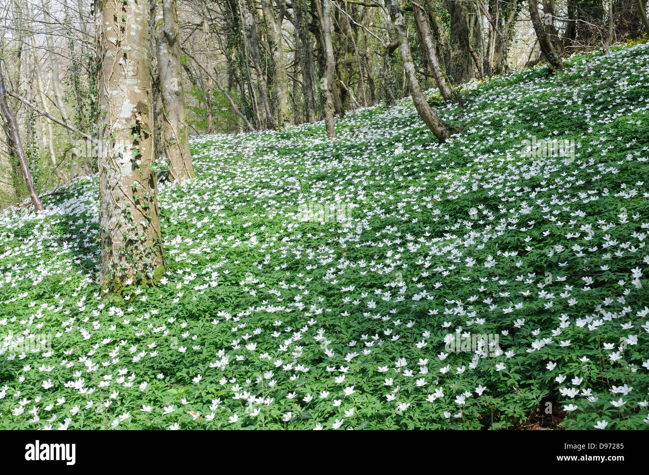 Legno Anemone Anemone nemorosa , che cresce su un vecchio bosco di querce Carmarthenshire Galles Cymru REGNO UNITO GB Foto Stock